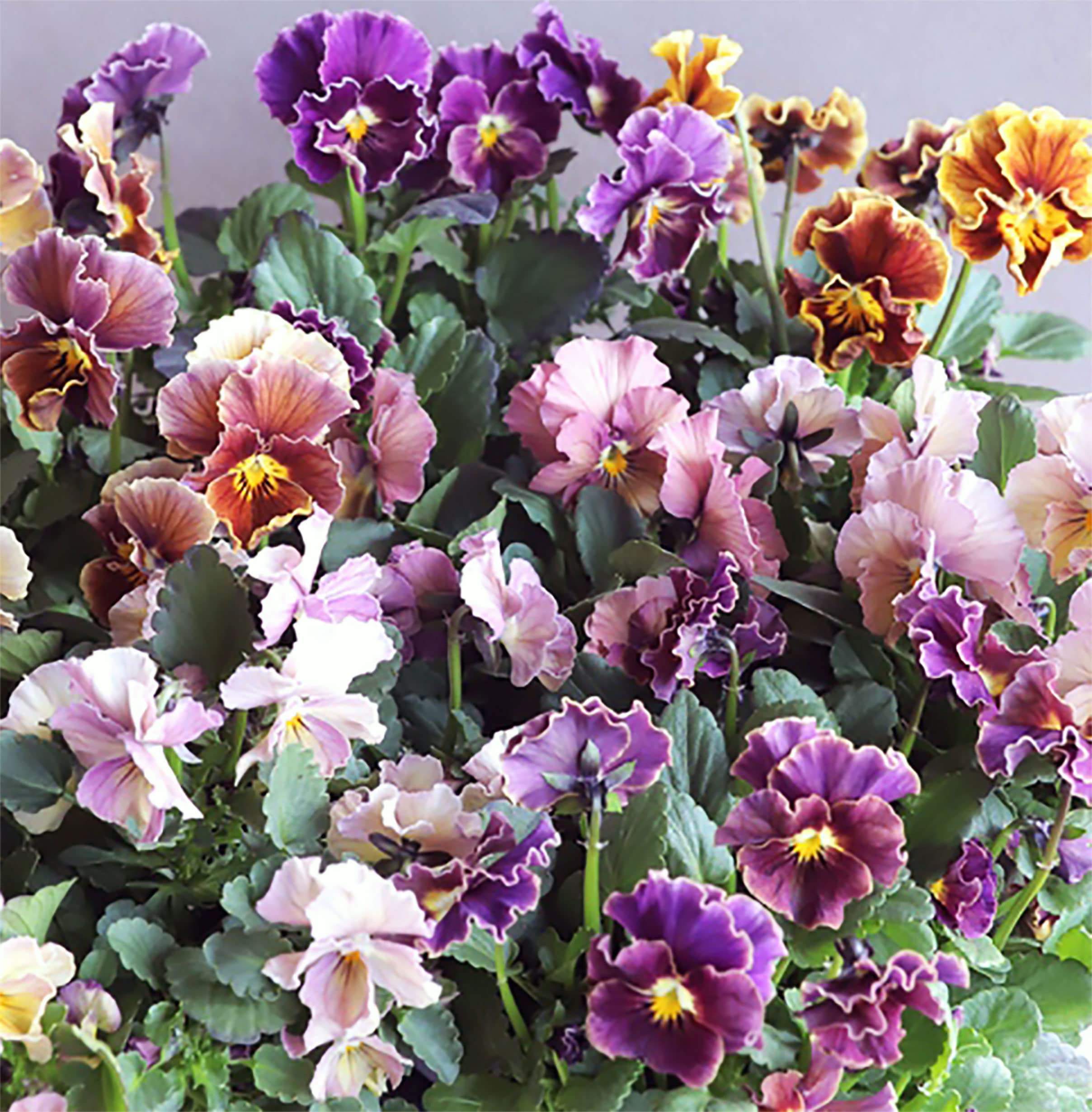 Amazon.co.jp: ITANSE アンティークビオラ・ファルファリア